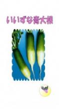 改良アメリカ菜豆(つるあり平さやインゲン　カイリョウアメリカサイトウ)