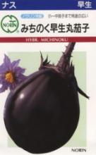 ジャンボ菜豆(じゃんぼサイトウ)