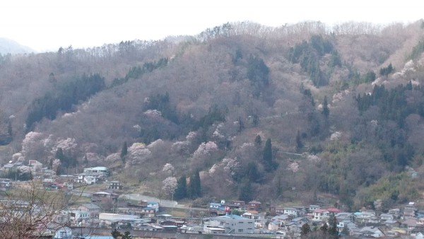 春が1度に押し寄せたサムネイル