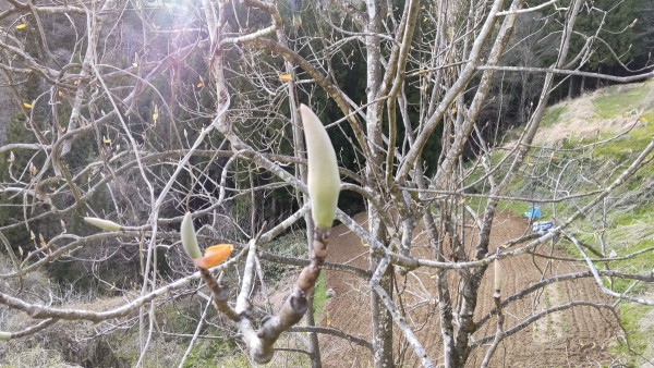 ホオノキの芽生えサムネイル