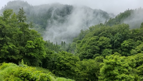 霧の夏サムネイル