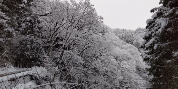 雪が多い年となりましたサムネイル