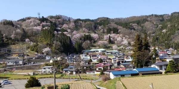桜の季節サムネイル