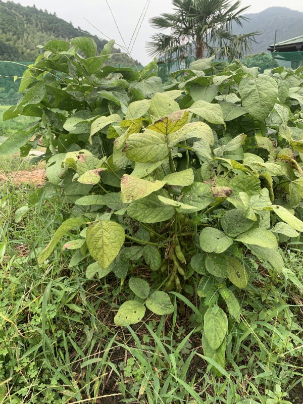 枝豆の栽培サムネイル