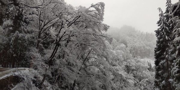 3月になりましたが、重たい雪がサムネイル