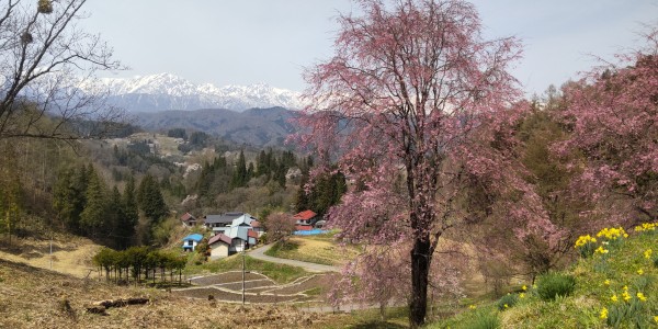 小川村　立屋、番所の桜サムネイル