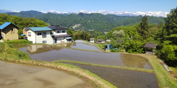 田植えの季節になりましたサムネイル
