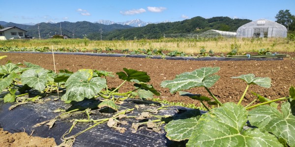 南瓜が大きくなってきましたサムネイル