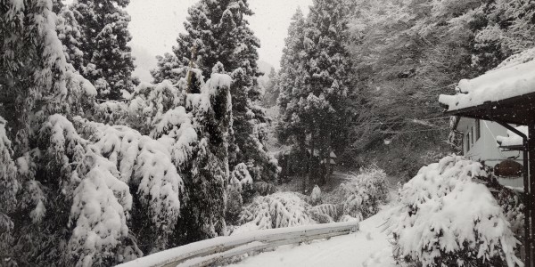 朝の雪サムネイル