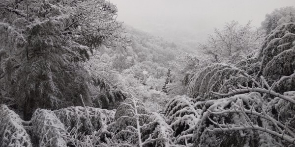 雪が降ると、邪魔な竹がへし折れてサムネイル