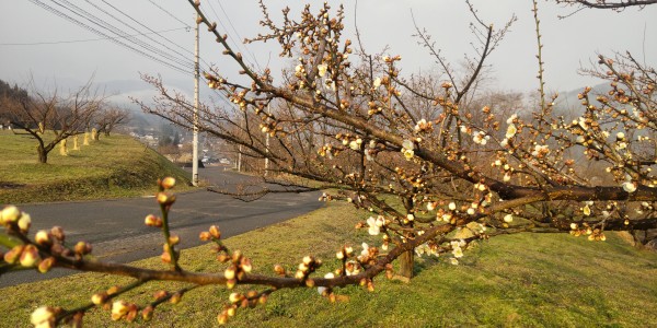梅が咲き始めましたサムネイル
