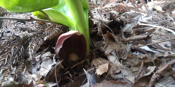 ザゼンソウの開花サムネイル