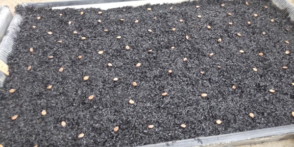 スイカの穂木の種まきとクン炭サムネイル