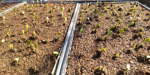 スイカの穂木が発芽しましたサムネイル