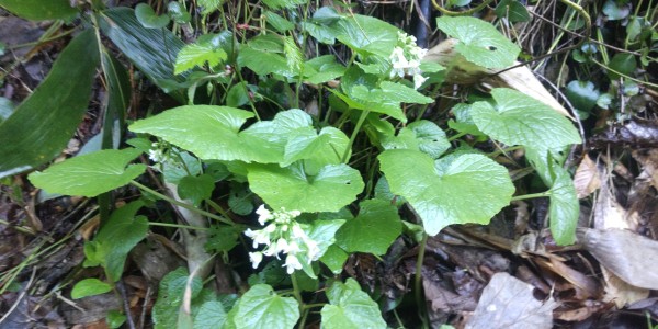 わさびの花サムネイル