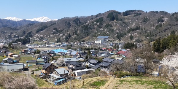 山桜の開花サムネイル
