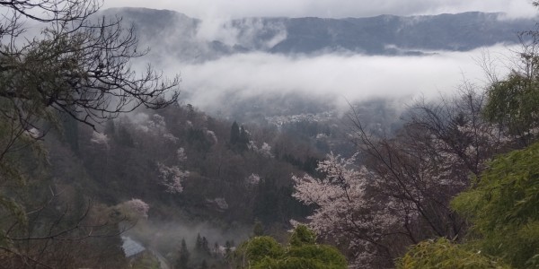 雲海の中の山桜サムネイル