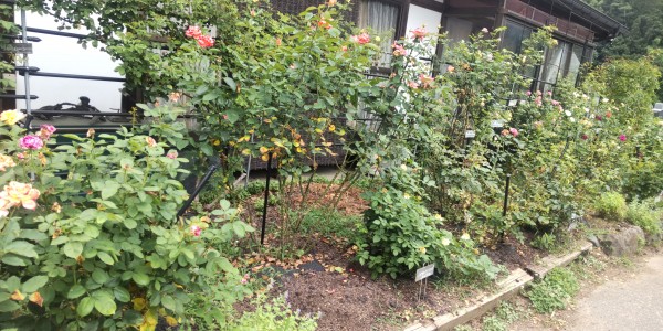 バラの栽培とクン炭サムネイル