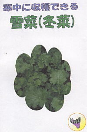 雪菜(ユキナ・冬菜)