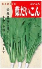 絹莢白花豌豆(キヌサヤエンドウ)