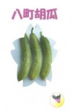 ジャンボ菜豆(じゃんぼサイトウ)