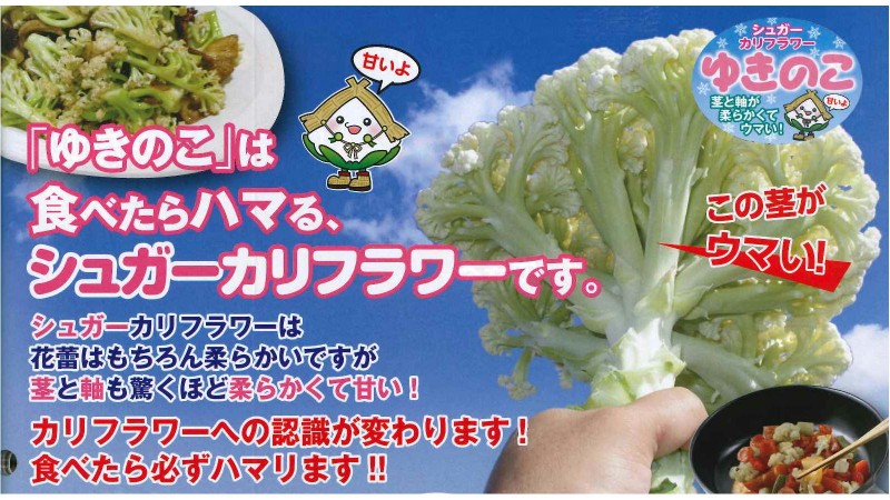 ゆきのこ65 シュガーカリフラワー | 100円野菜種子販売 信州地方野菜の種 信州山峡採種場
