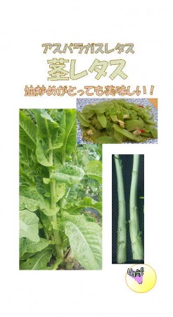 茎レタス(アスパラガスレタス 山くらげ) | 100円野菜種子販売 信州地方 